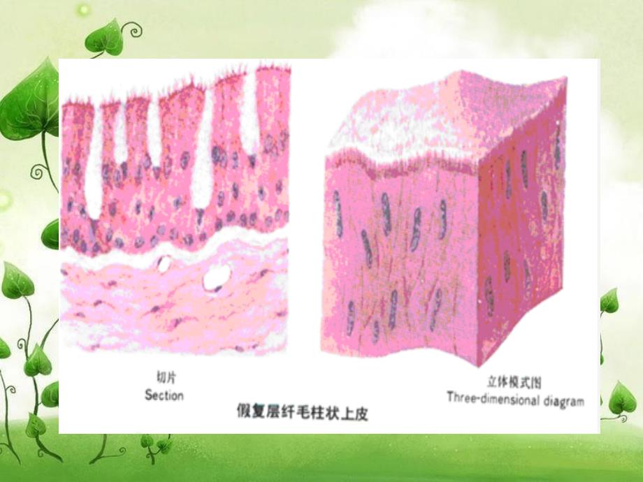 气道粘膜的功能与麻醉期间调控_第4页