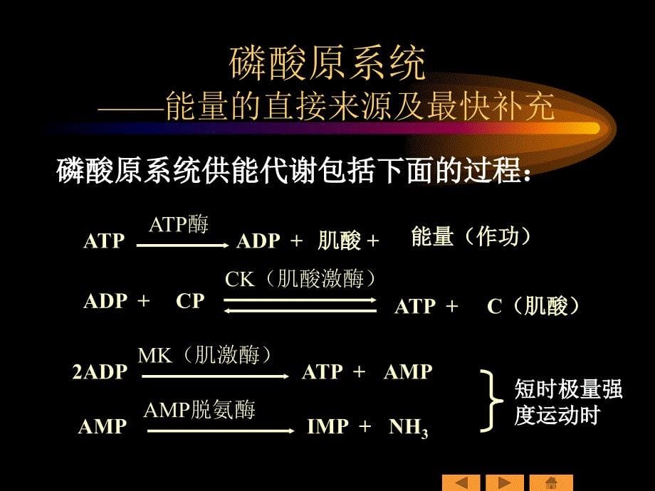 人体三大能量供应系统课件_第5页