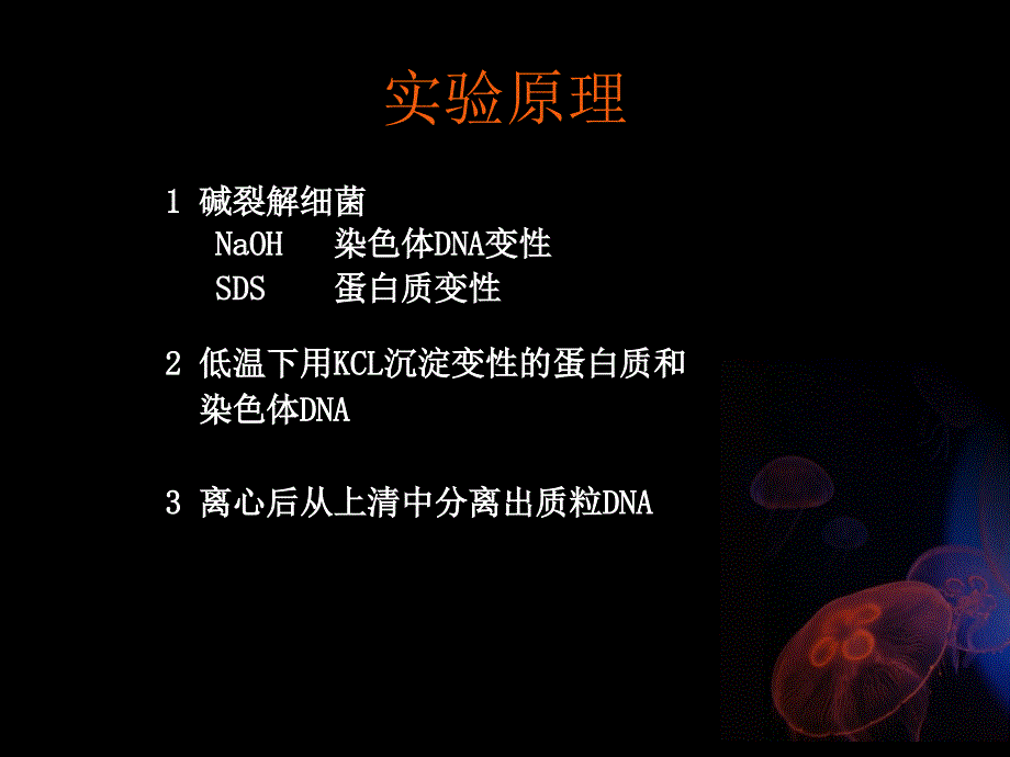 《质粒的快速抽提》PPT课件_第3页