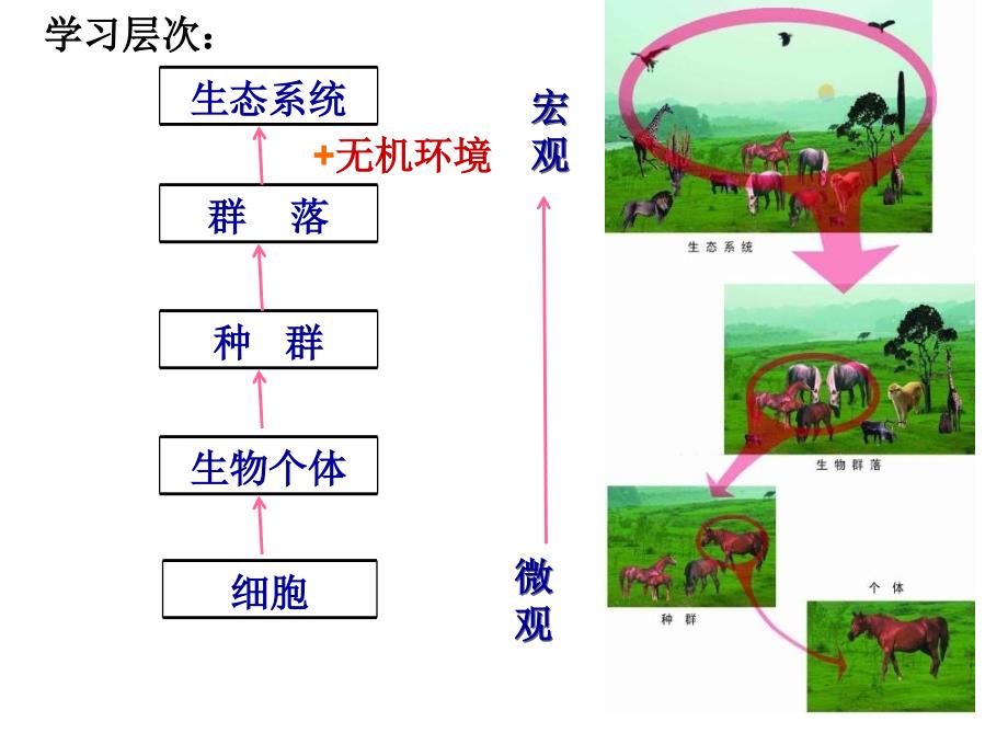 人教版教学教案云南省弥勒县庆来中学生物必修3生态系统的结构2课件_第1页