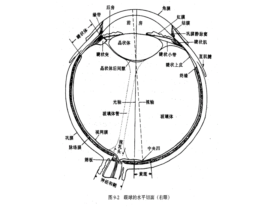 神经视觉生理_第2页