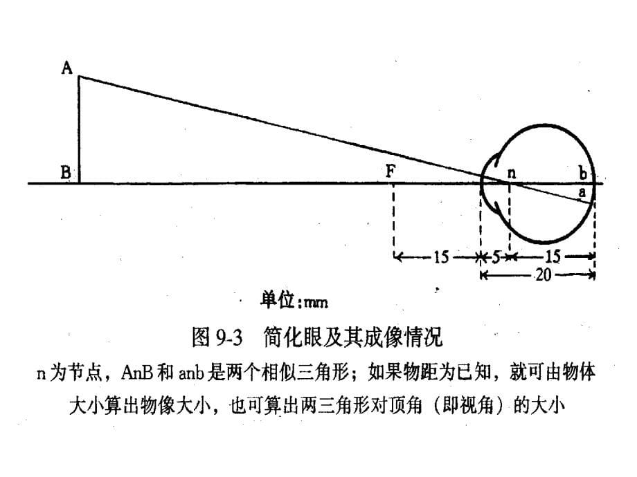 神经视觉生理_第5页