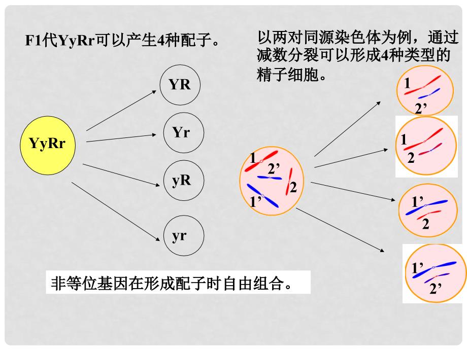 福建省寿宁县高中生物 第二章 基因和染色体的关系 2.2 基因在染色体上课件 新人教版必修2_第3页