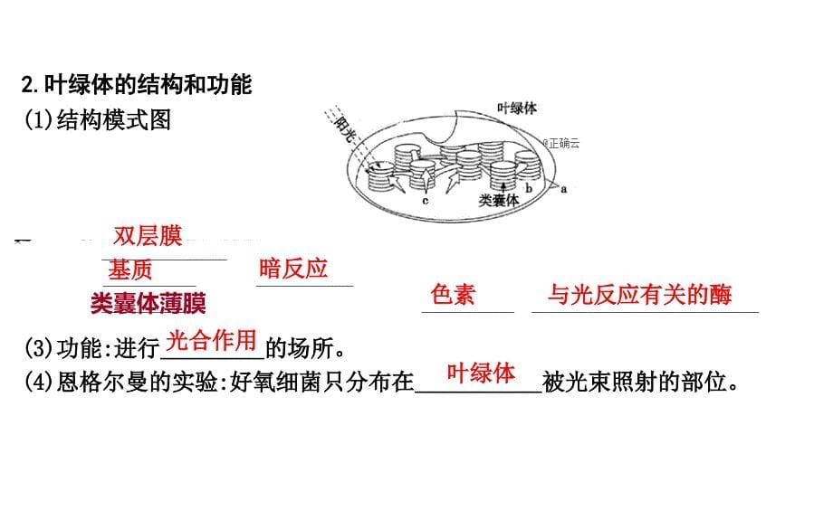 第10讲光合作用_第5页
