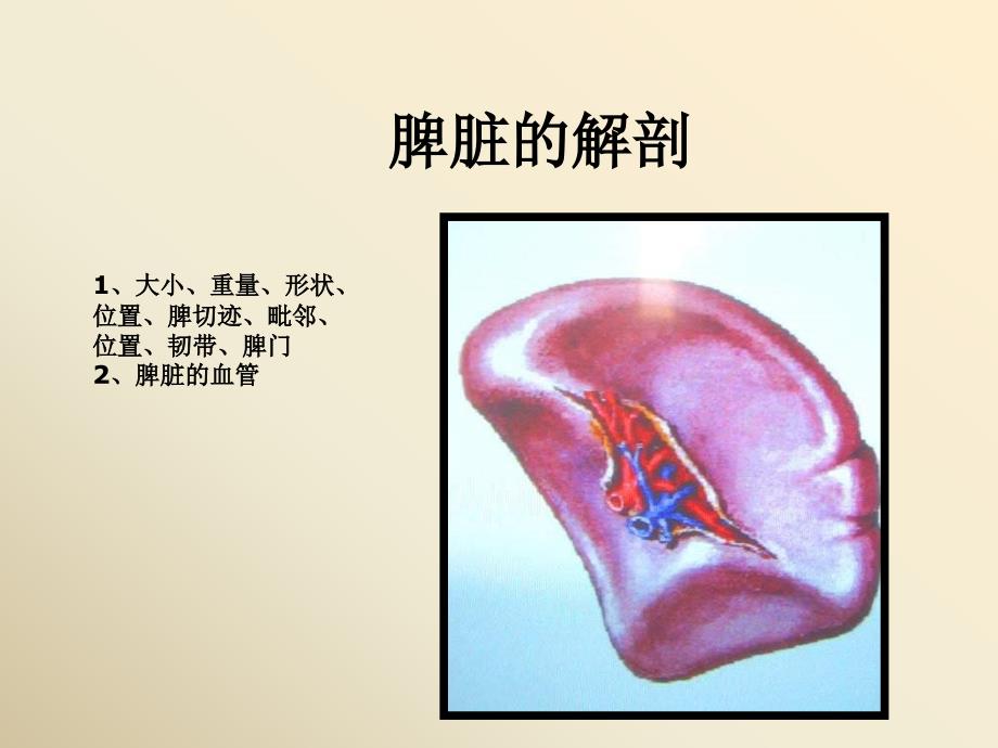 脾脏及脾脏疾病影像学表现_第2页