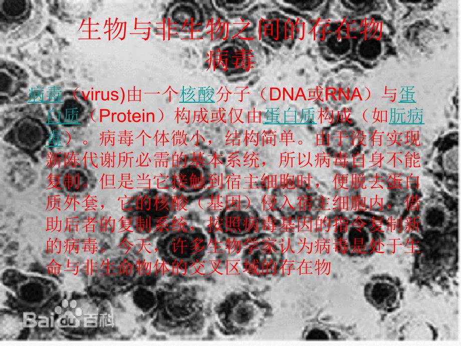 科学小课题病毒张恒敏_第2页