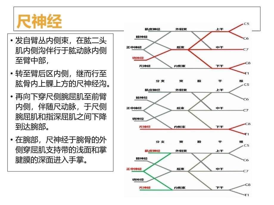 尺神经解剖及临床_第5页