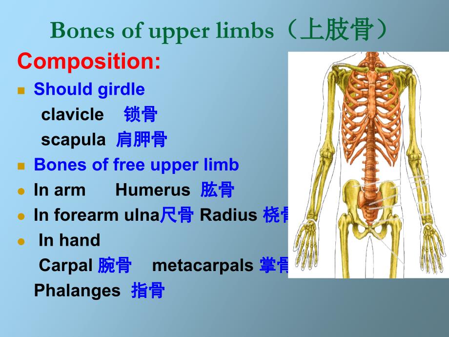 系统解剖学课件-附肢骨_第4页