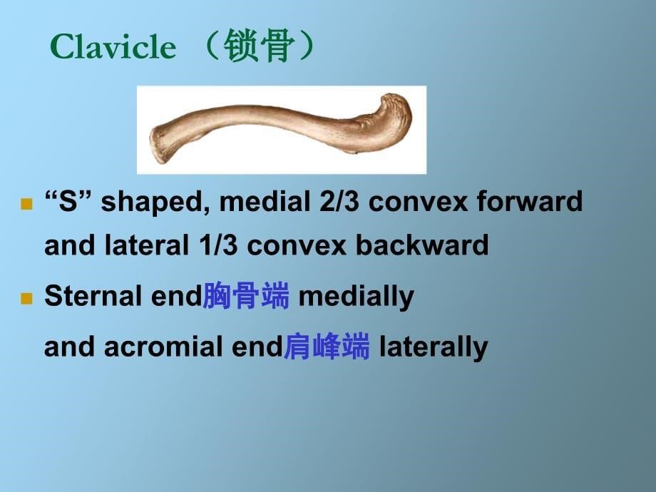 系统解剖学课件-附肢骨_第5页