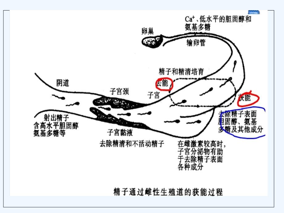 受精与早期胚胎发育副本_第3页