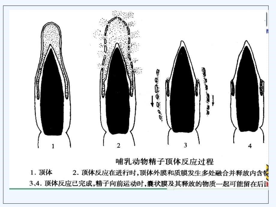 受精与早期胚胎发育副本_第5页