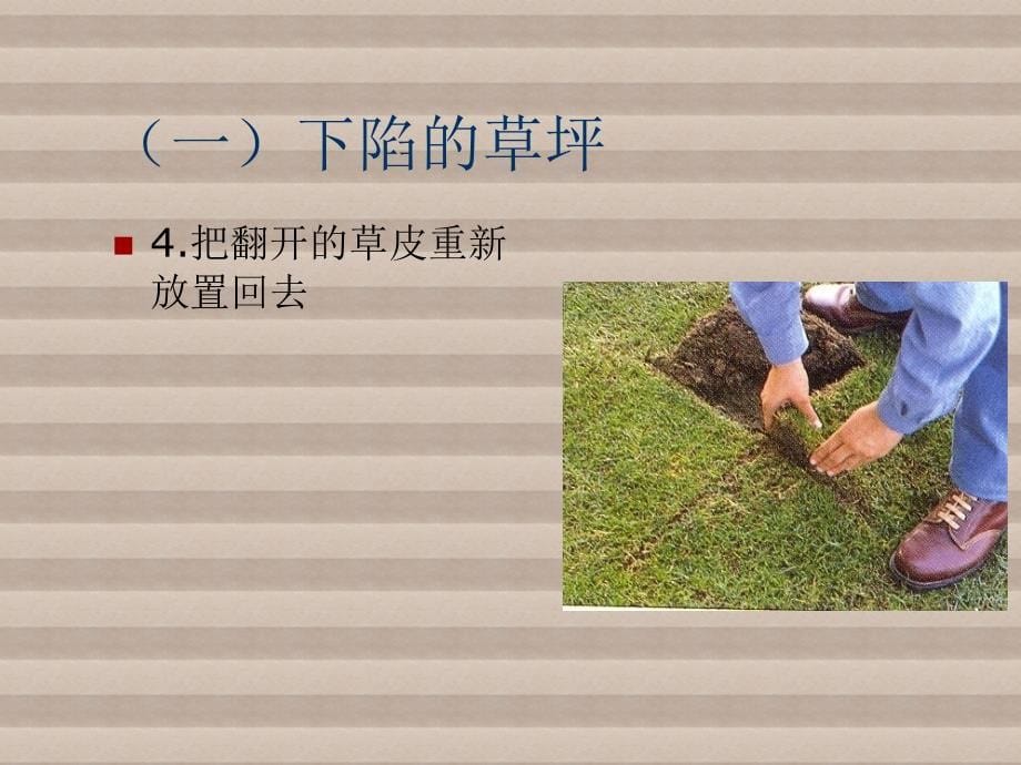 草坪建植与养护20-草坪修补课件_第5页