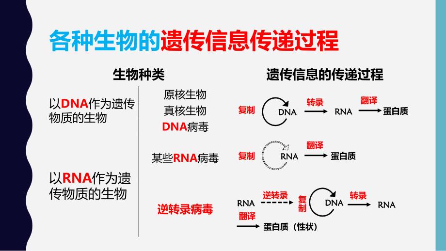 基因对性状的控制珍藏版_第4页