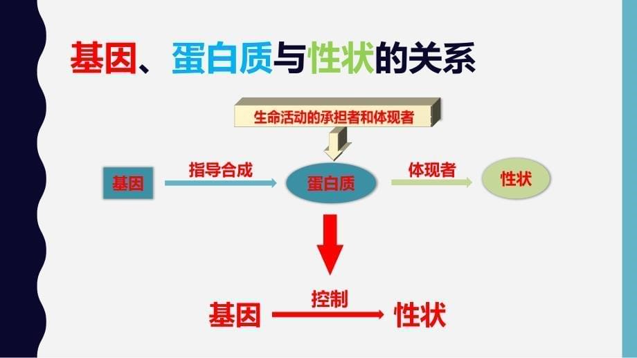 基因对性状的控制珍藏版_第5页