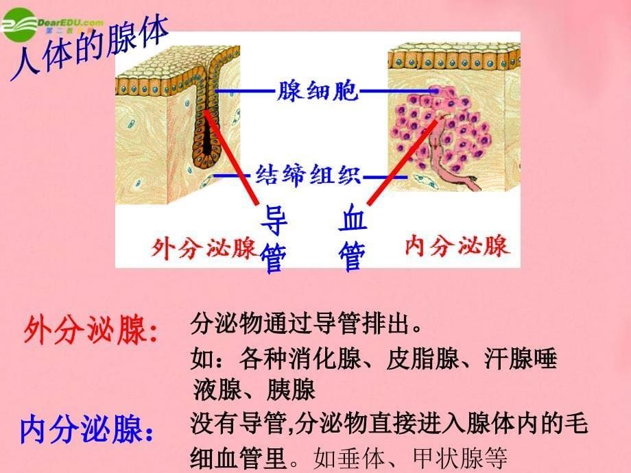 七级生物激素调节人教新课标版 ppt课件_第5页