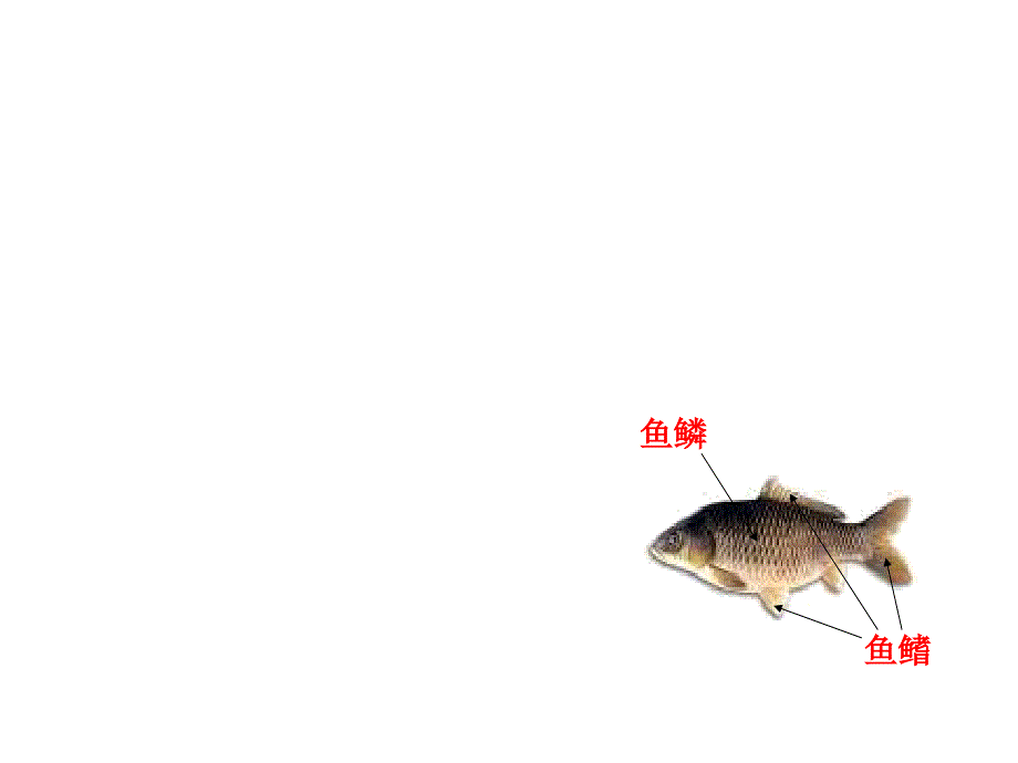 教科版三年级科学上册课件金鱼3_第4页