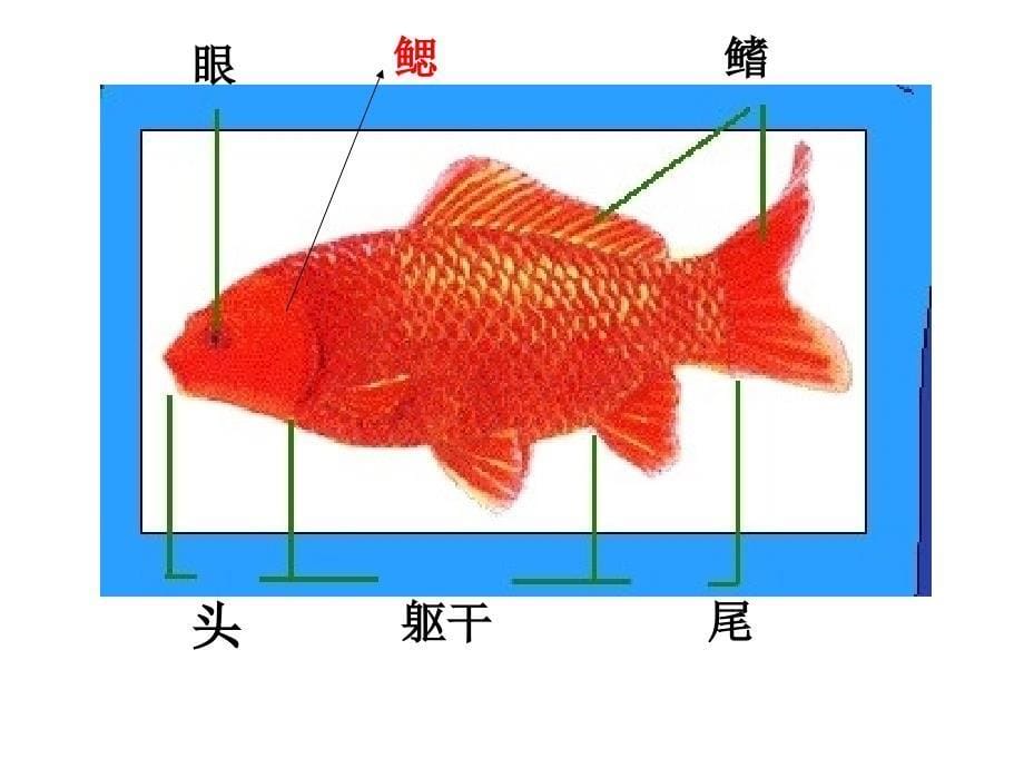 教科版三年级科学上册课件金鱼3_第5页