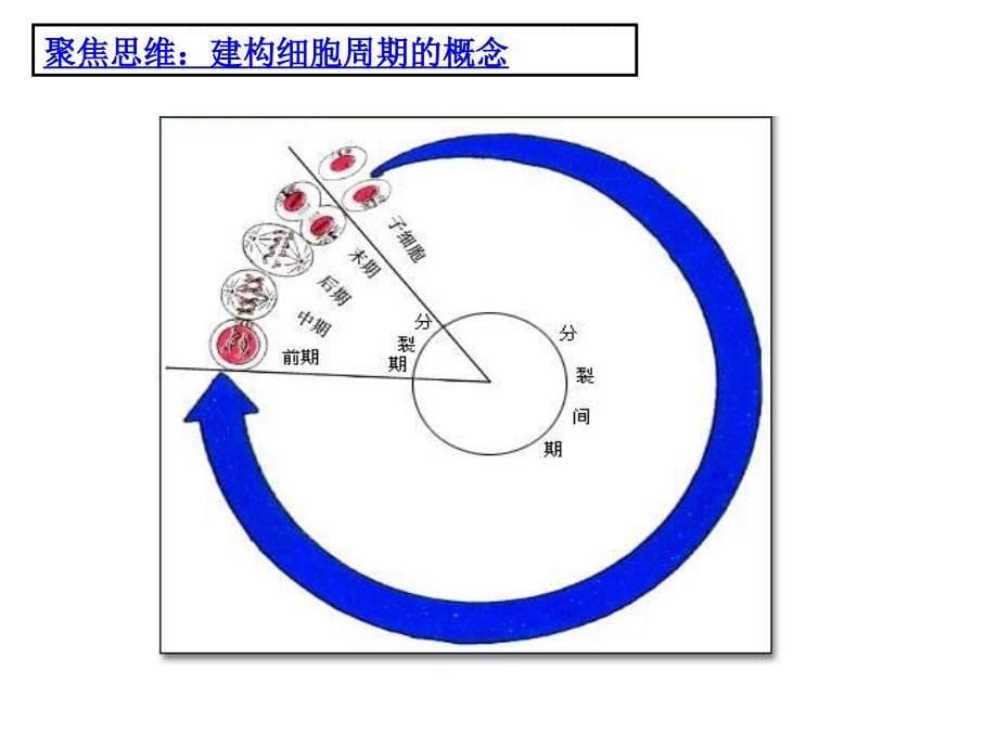 五章节一节细胞增殖一章节时扬州市新华中学蒋选荣_第5页