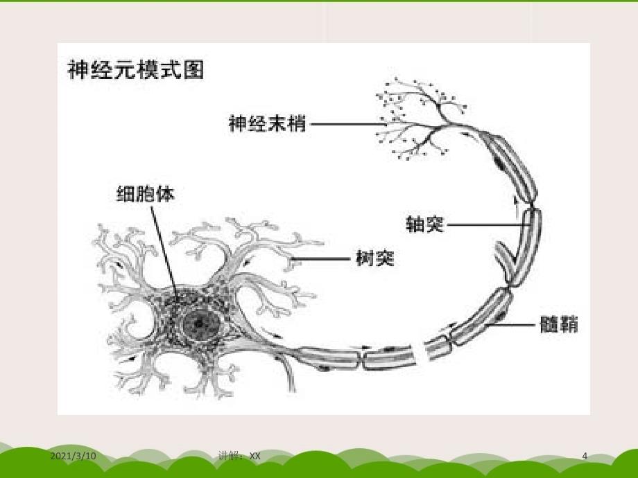 《学前心理学》第-二-章----学前儿童心理学发展的基本理论参考_第4页