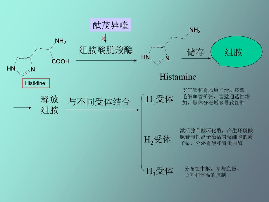 抗过敏药和抗溃疡药_第1页