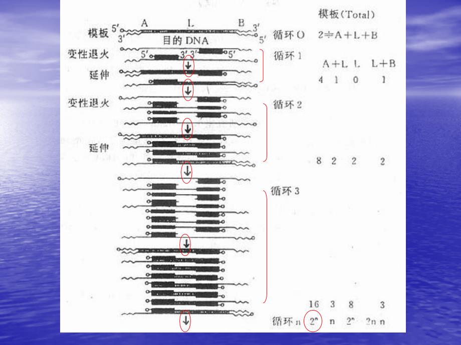 哺乳动物DNA的快速分离与PCR扩增1111_第4页