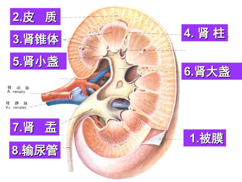 泌尿系统8放疗班_第3页