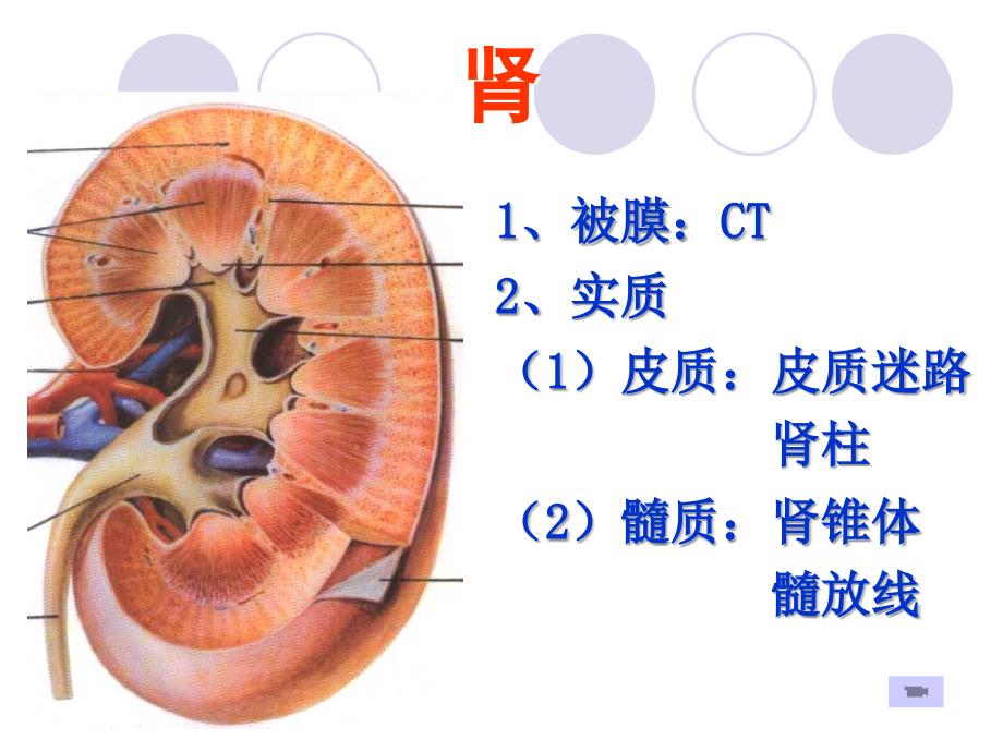 泌尿系统8放疗班_第4页