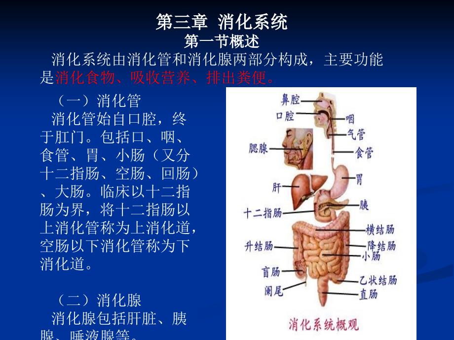 系统解剖学之消化系统.ppt_第2页