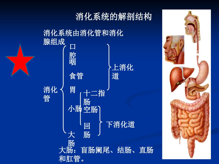 系统解剖学之消化系统.ppt_第3页