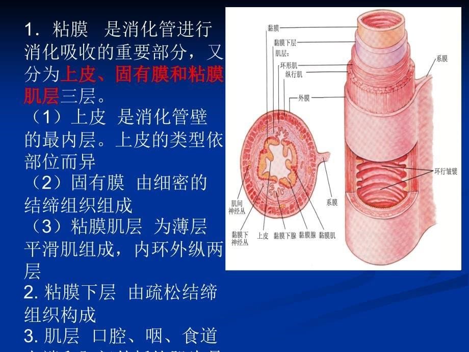 系统解剖学之消化系统.ppt_第5页