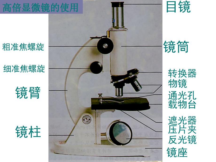 细胞的多样性和统一性_第4页