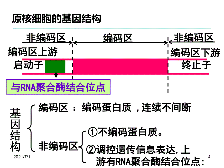 基因工程操作步骤_第4页