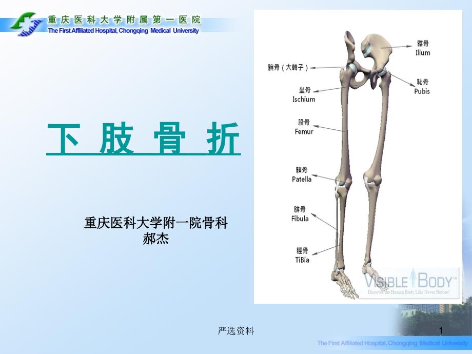 下肢骨折：股骨颈骨折、粗隆间、干骨、胫腓骨、髌骨骨折、足部、踝部（行业荟萃）_第1页