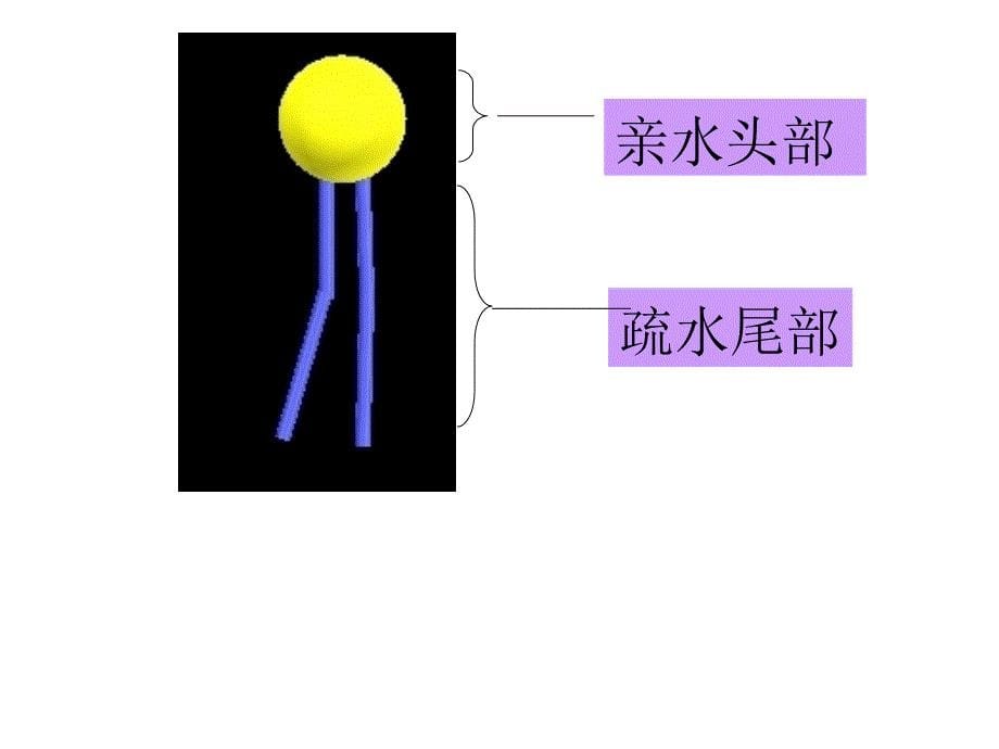 第2节生物膜的流动镶嵌模型1_第5页