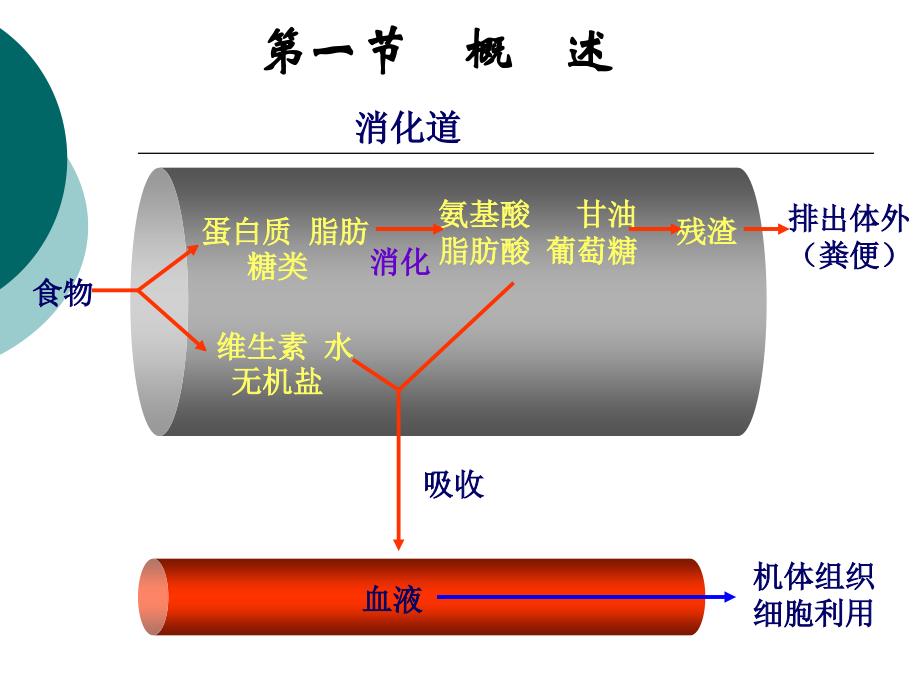 第六章消化和吸收wbx_第2页