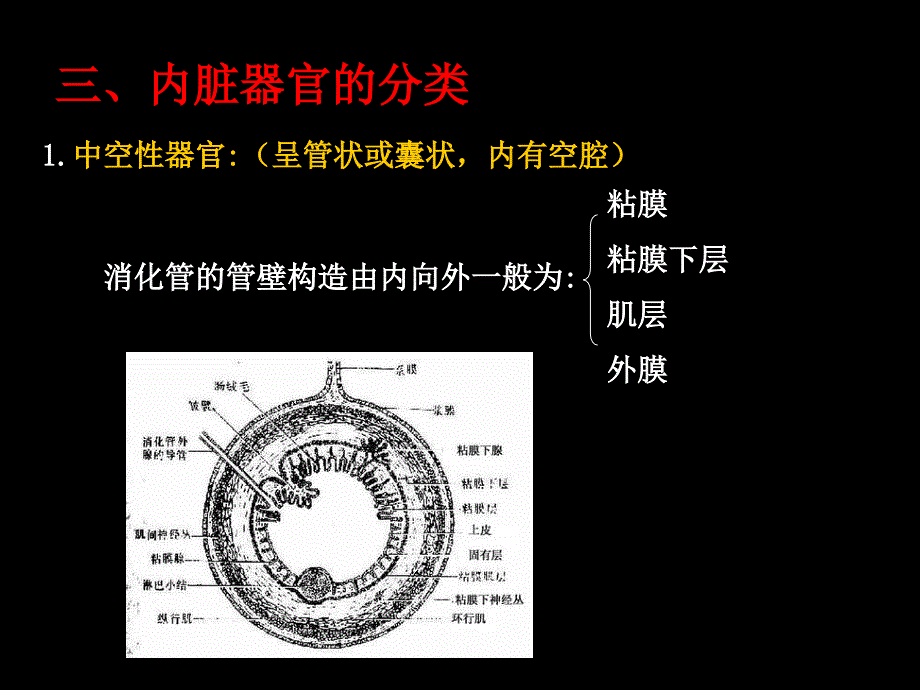 系统解剖学：第七次 内脏学总论_第4页