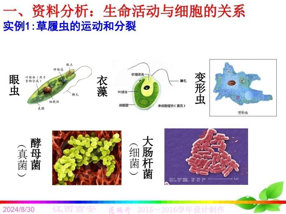 第一走近细胞_第5页