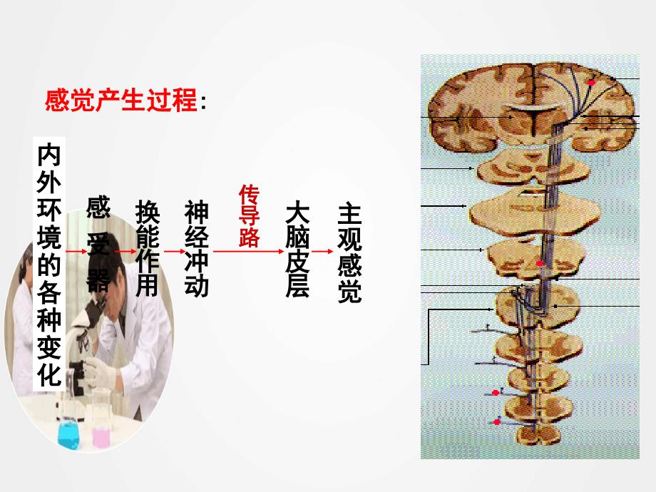 《神经系统的感觉分析功能》ppt.ppt_第3页