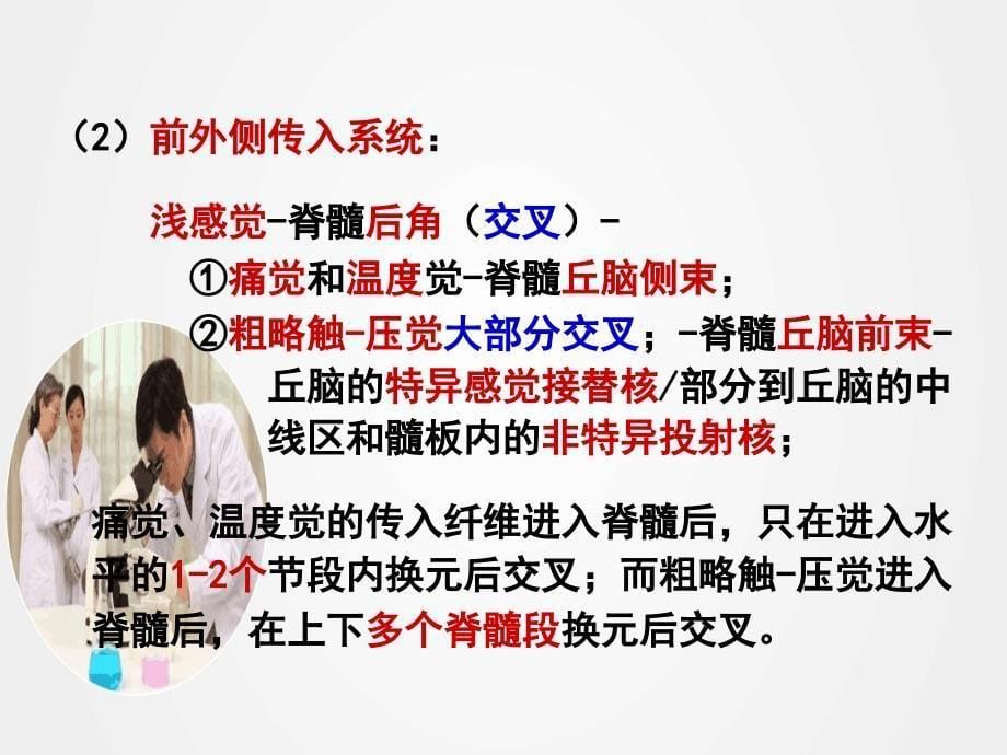 《神经系统的感觉分析功能》ppt.ppt_第5页