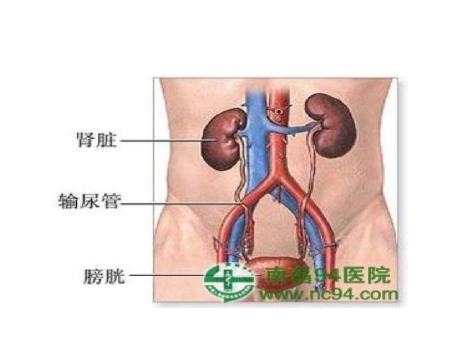 北京东方京城中医医院肾病综合症病人的护理_第2页