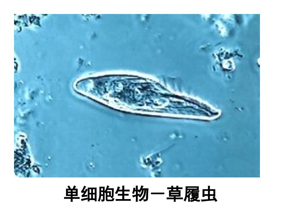 生物11细胞生活的环境课件新人教必修3_第3页