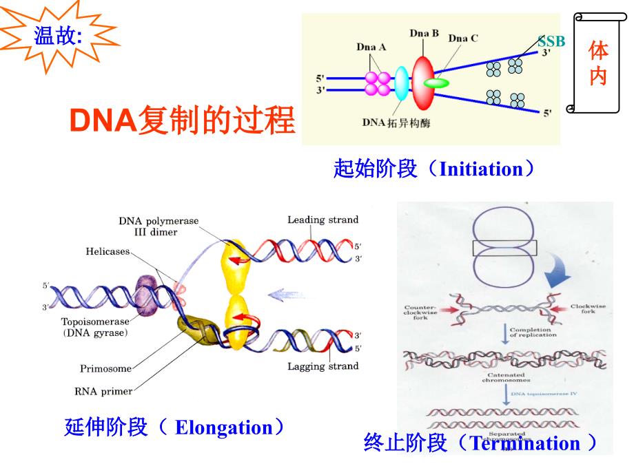 第34章DNA的复制2_第4页