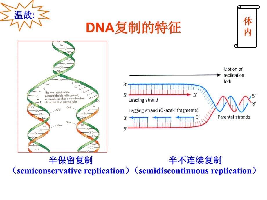 第34章DNA的复制2_第5页