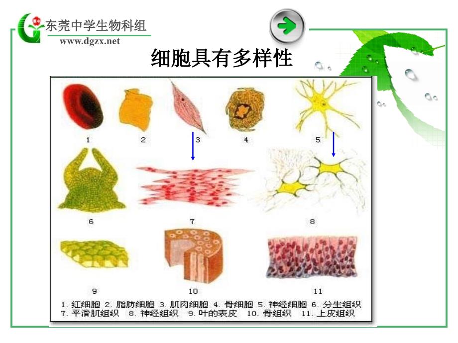 高中生物：细胞的多样性和统一性_第2页