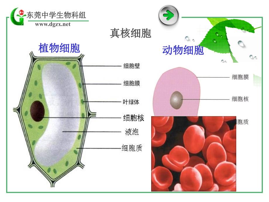 高中生物：细胞的多样性和统一性_第3页