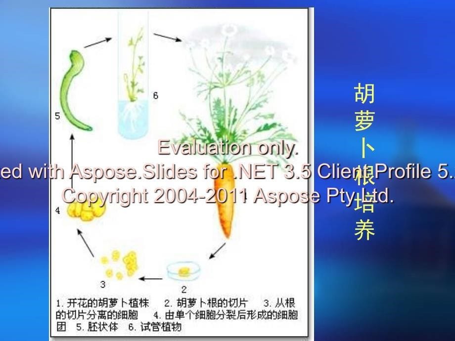 实验三植物不定芽诱导与快繁技术_第5页