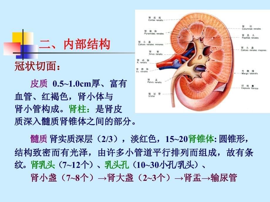 老年大泌尿系条统解剖学ppt课件_第5页