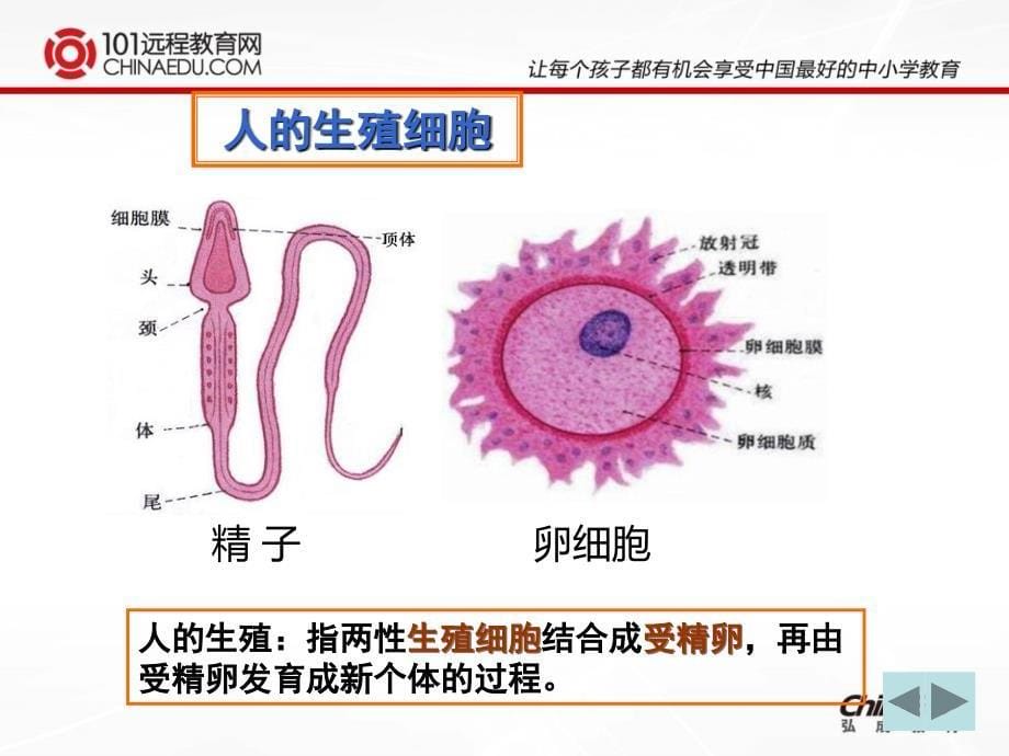 人教新课标版初中七下4.1.2人的生殖ppt课件.ppt_第5页