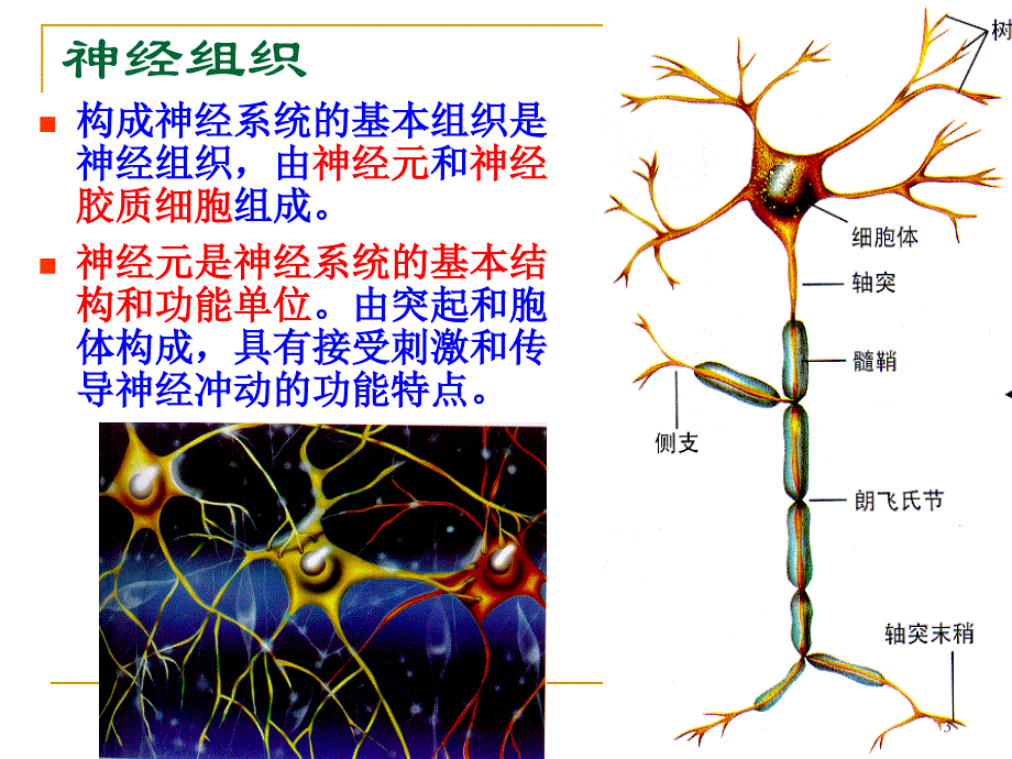 《神经系统生理》课件_第3页