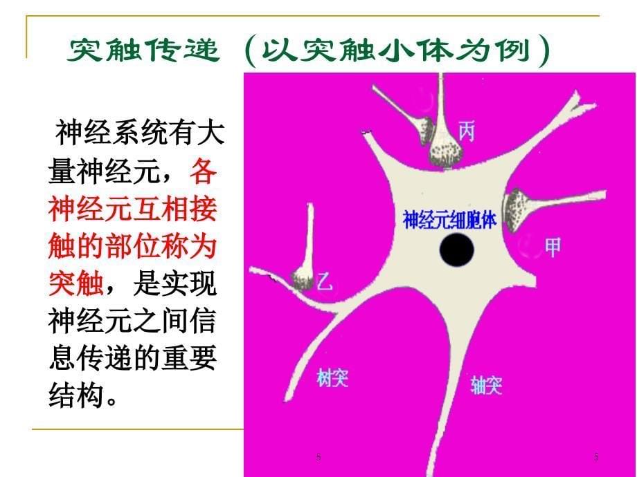 《神经系统生理》课件_第5页